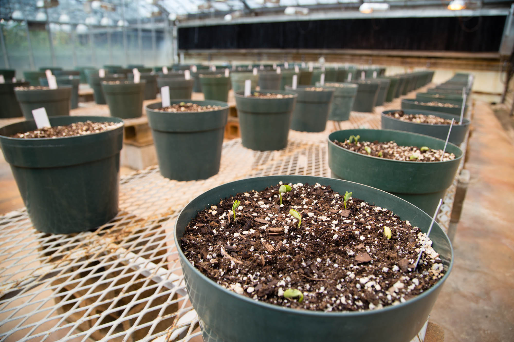 Research Projects North Carolina Soybeans