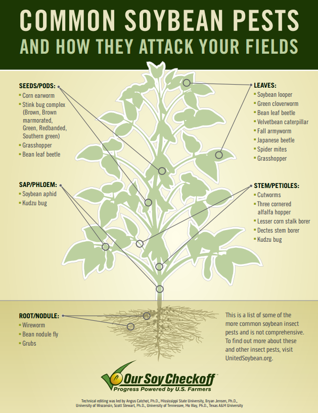 common soybean pests