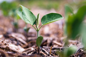 Soybean plant (Glycine max): Complete Growing Guide for High Yields