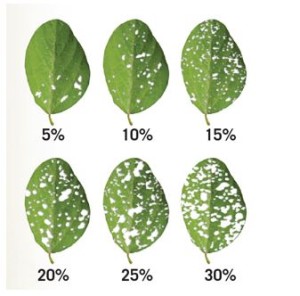 percent defoliation