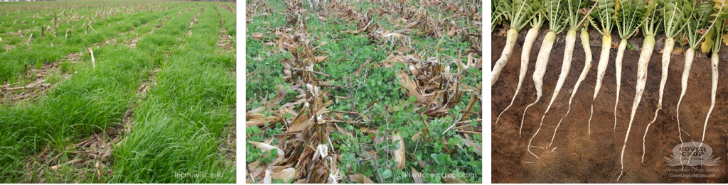 types-of-cover-crops