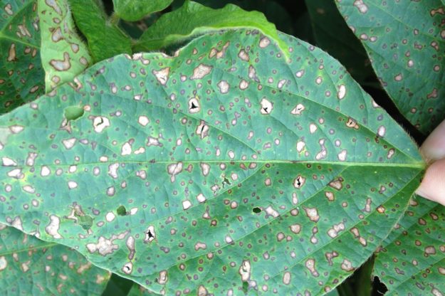 2 Frogeye Lewiis County 2013