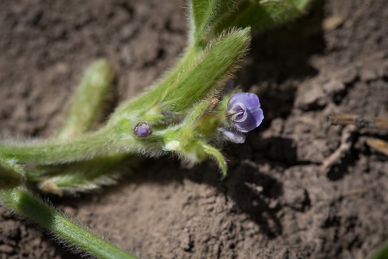 Growing Soybeans - North Carolina Soybeans