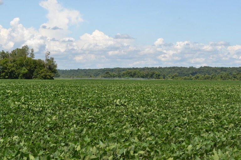 Growing Soybeans - North Carolina Soybeans