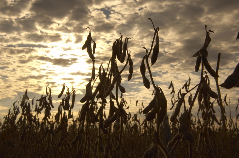 History of Soybeans North Carolina Soybeans