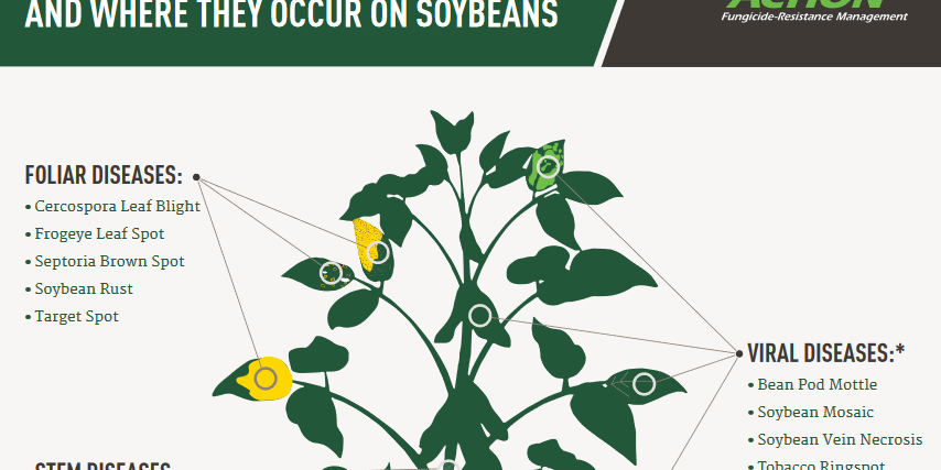 How To Spot Common Soybean Diseases - North Carolina Soybeans