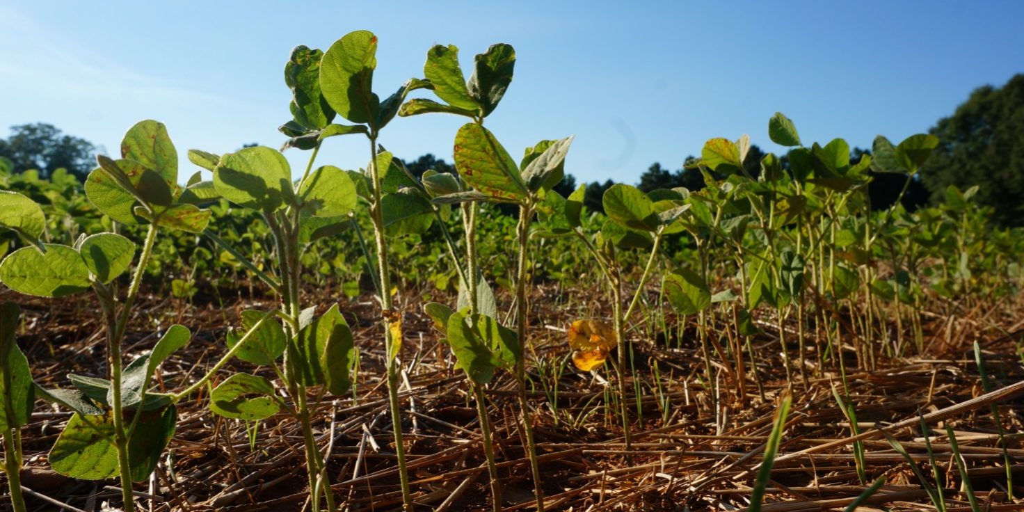 Early Season Scouting - North Carolina Soybeans