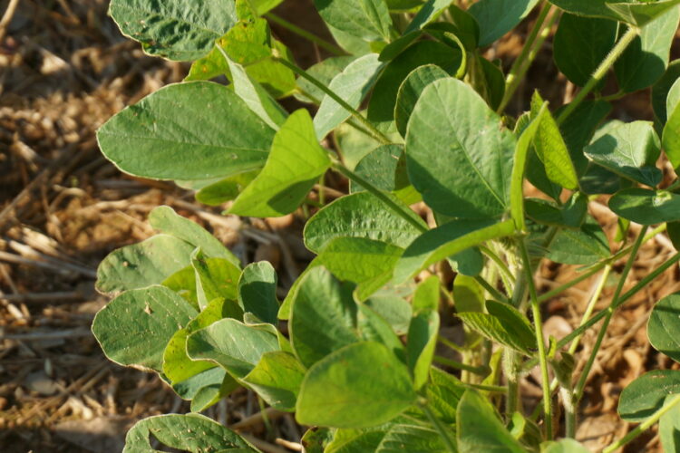 Home - North Carolina Soybeans