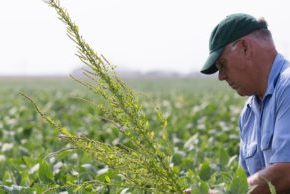 Farmer with Weed