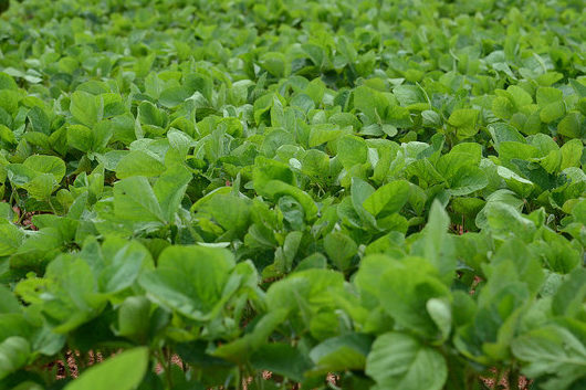 Green Soybean Plants