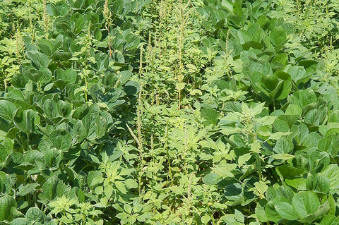 Pigweed in Field