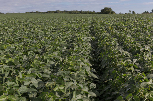 Soy Field