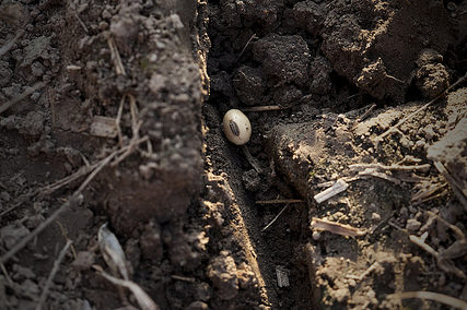 Soybean Seed in Ground