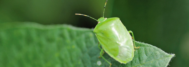 Insect Management - North Carolina Soybeans