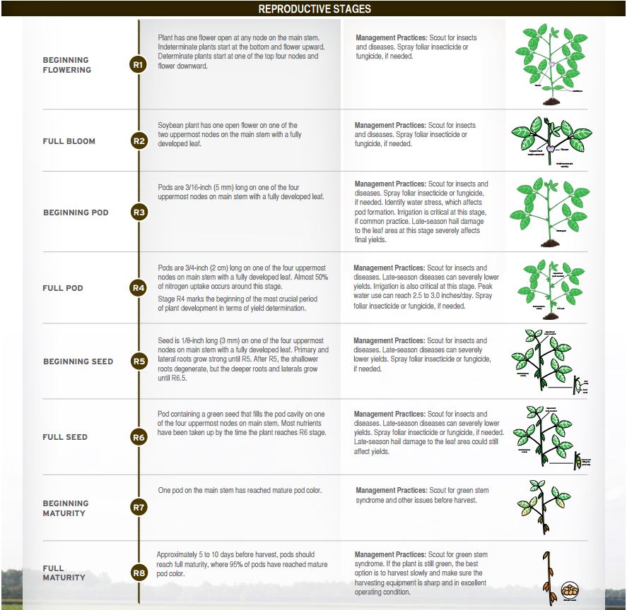 Soybean Maturity Chart