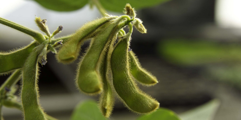 Free Checkoff Tool Shows How Soybean Quality Grows Value - North ...