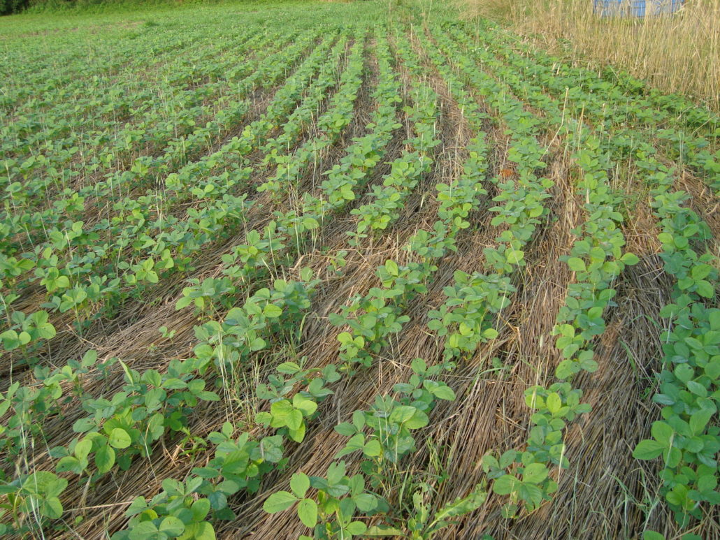 Fall Weed Management - North Carolina Soybeans