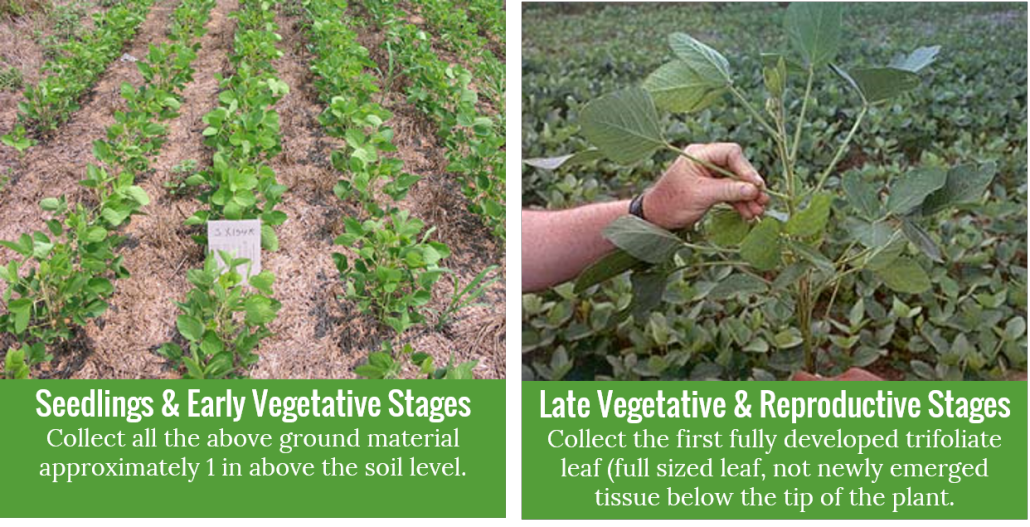 Should You Be Tissue Sampling? - North Carolina Soybeans