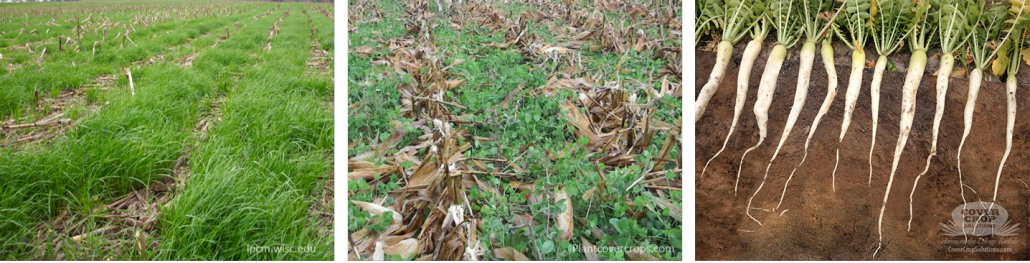 Thinking About Cover Crops? - North Carolina Soybeans